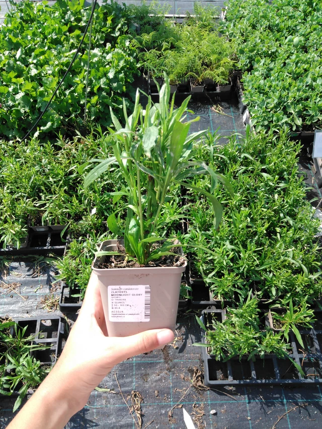 Zlatobýl Moonlight Glory - 2024