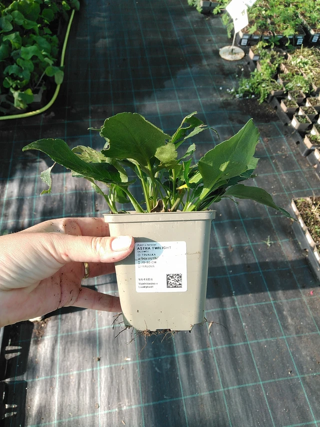 Astra Twilight - 19. 8. 2025