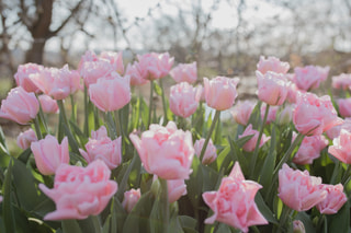 Tulipán Dreamer, Loukykvět