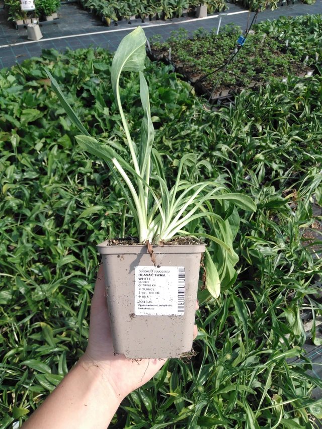 Hlaváč Fama White - 2024