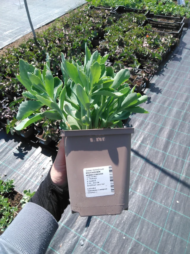 Rozchodník Herbstfreude - 13. 5. 2025