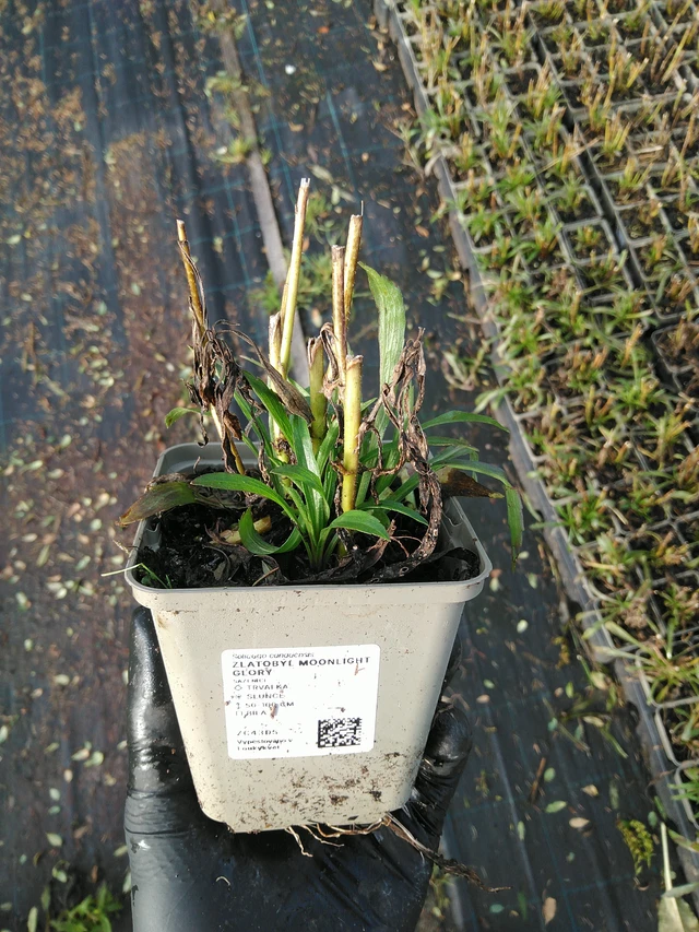 Zlatobýl Moonlight Glory - 31. 10. 2025