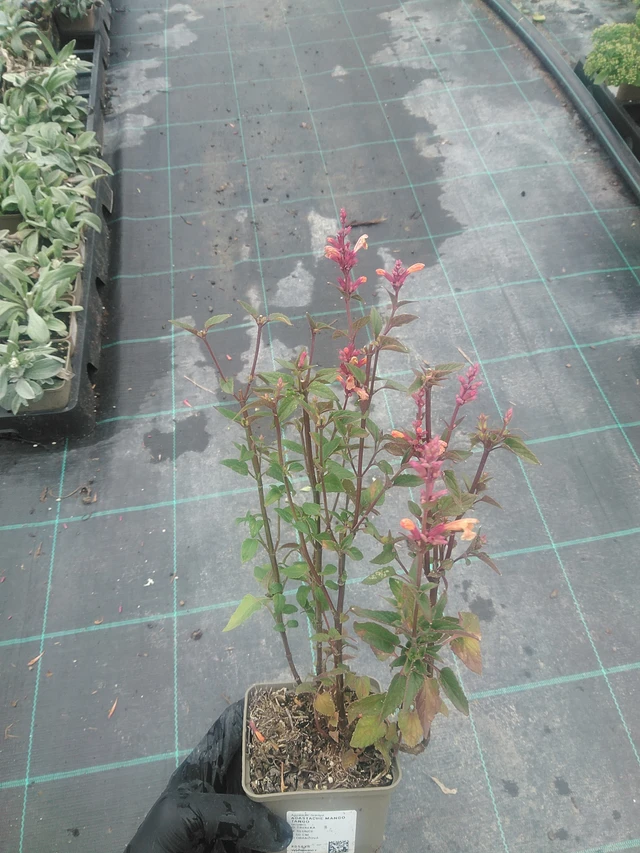 Iisoppi Mango Tango - 10. 9. 2025