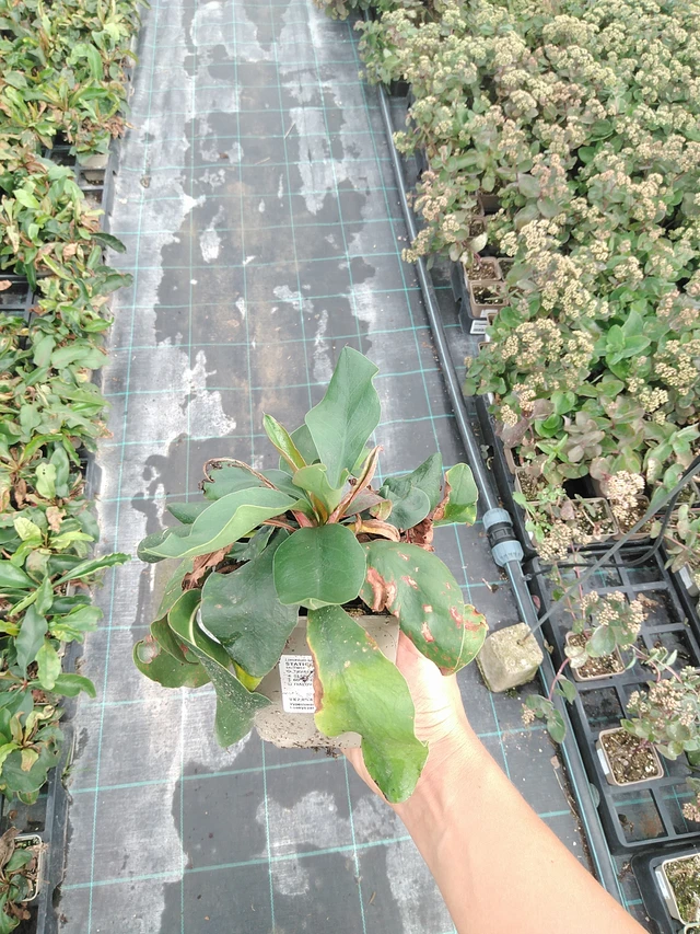 Statice latifolia - 10. 9. 2025