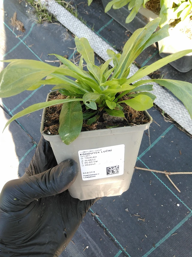 Ragged Robin luční - 19. 8. 2025