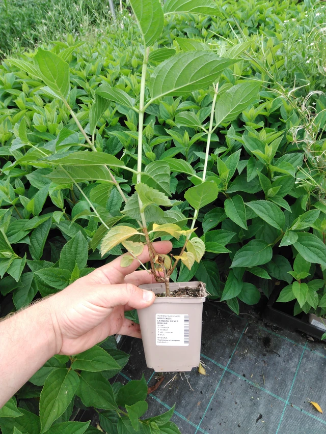 Hortenzie latnatá Silver Dollar - 2024