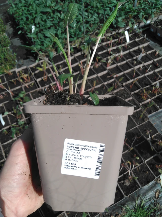 Persicaria Speciosa - 2024