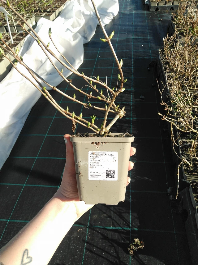 Hortensia paniculé Kyushu - 7. 4. 2026