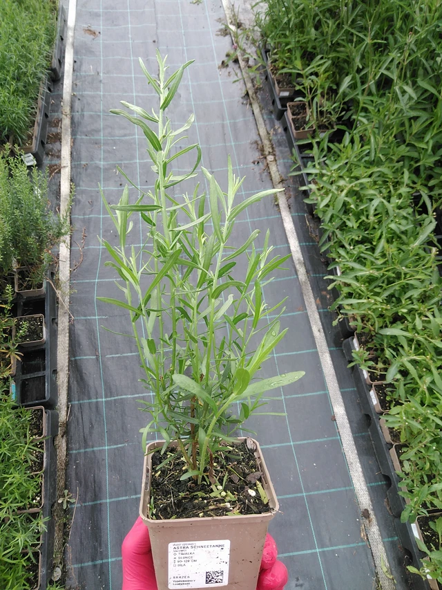 Aster Schneetanne - 29. 7. 2025