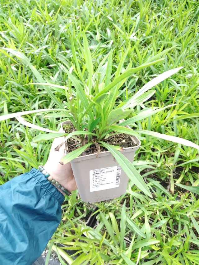 Vara de oro Romantic Glory - 2024