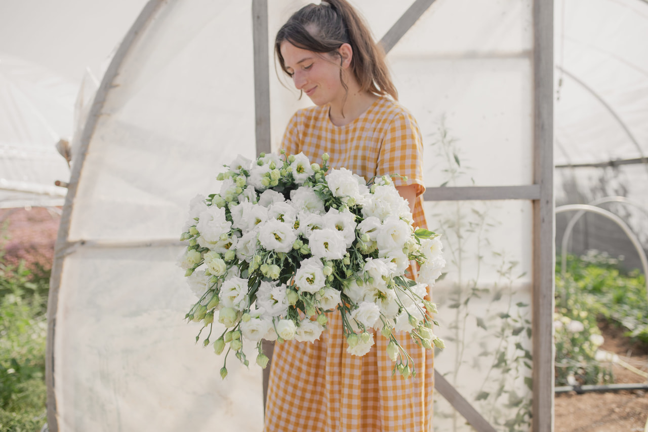 Eustoma Celeb 2 White, Loukykvět