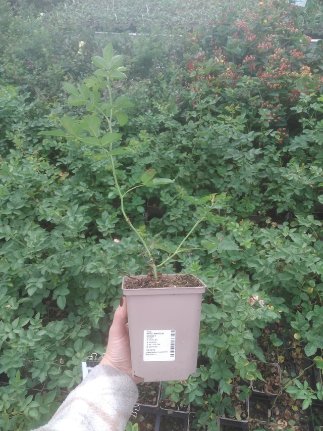 Rose Magical Sunset - 2024