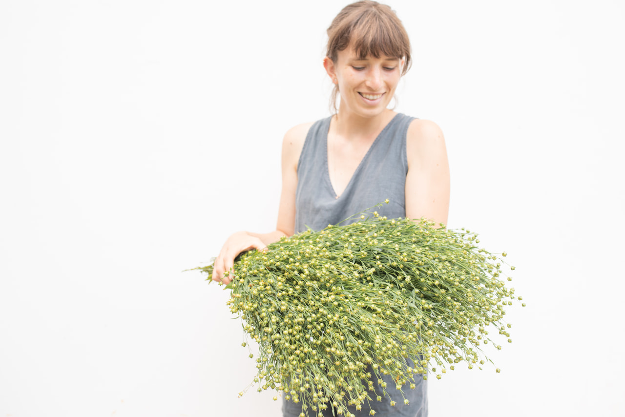 Len setý Sky Blue, Loukykvět