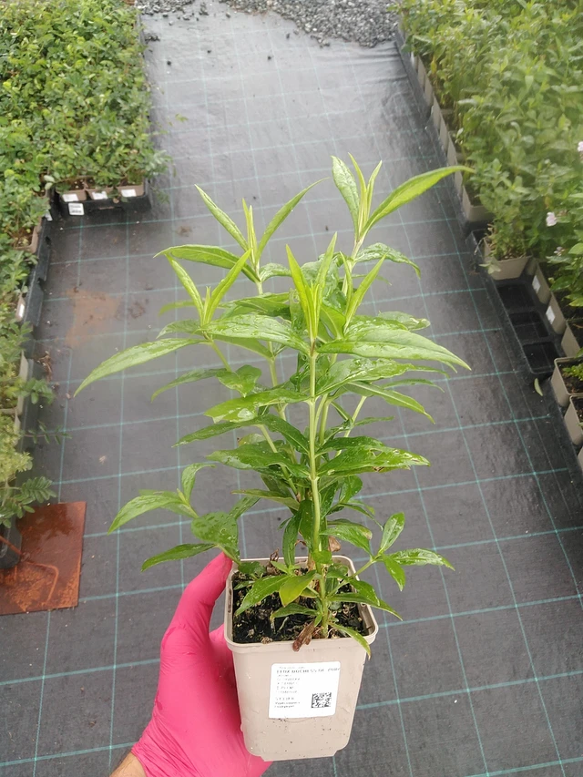 Phlox Duchess of York - 7. 7. 2025