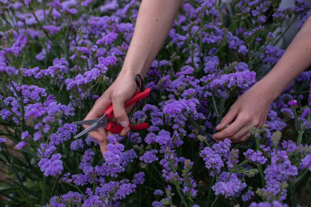 Statice QIS Lavender, Loukykvět