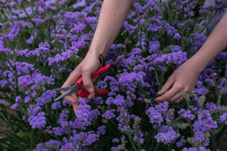 Statice QIS Lavender, Loukykvět