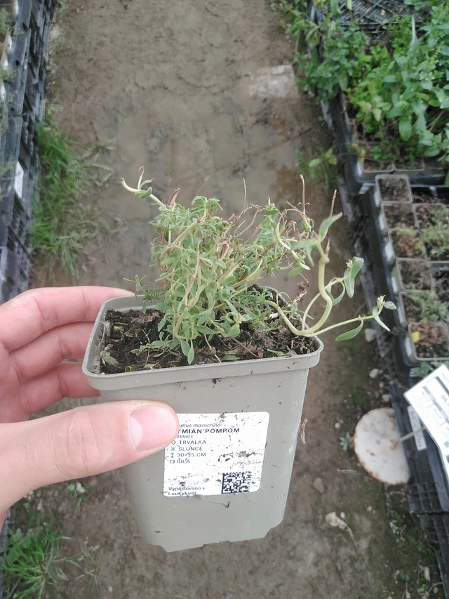 Timjami Pompom - 1. 8. 2025