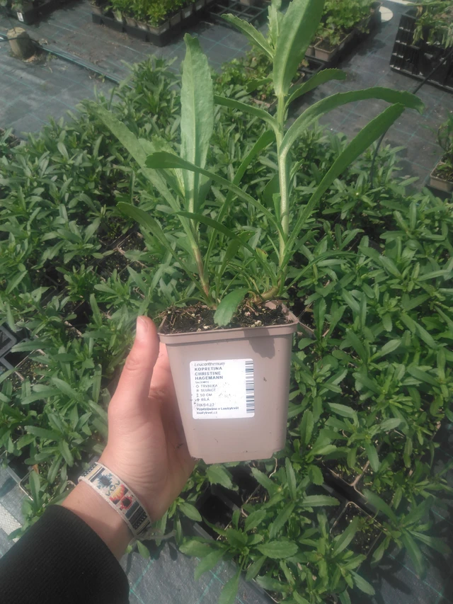 Kopretina Christine Hagemann - 2024