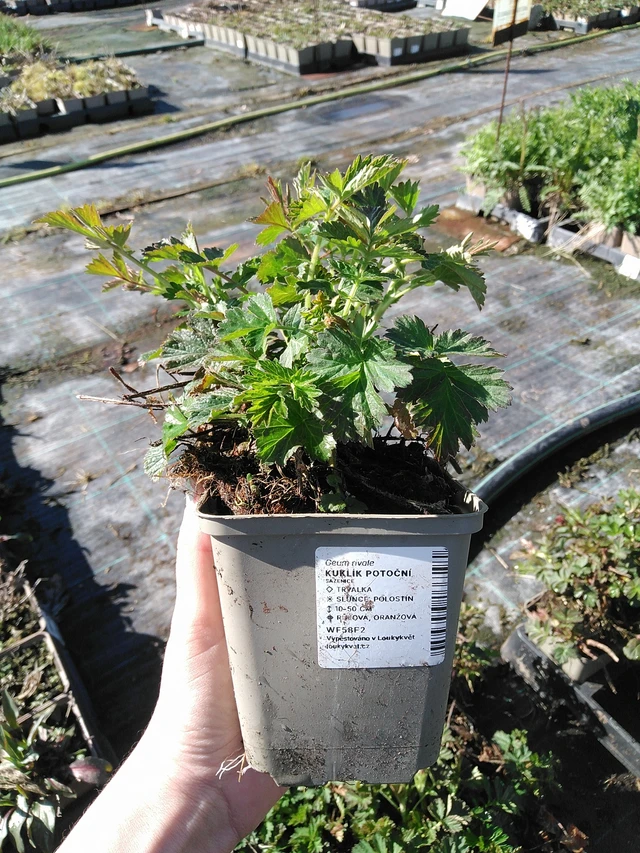 Bókoló gyömbérgyökér - 7. 4. 2026