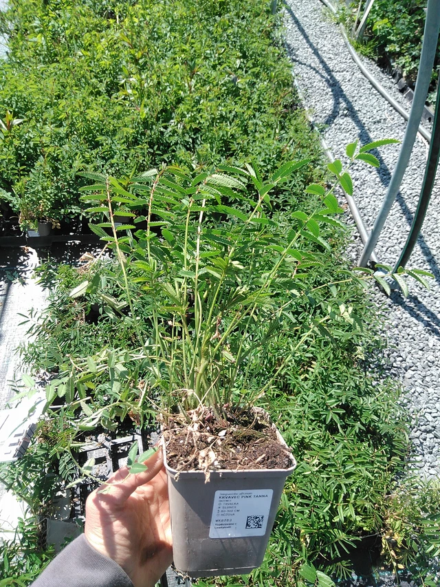 Veriruusuke Pink Tanna - 13. 5. 2025