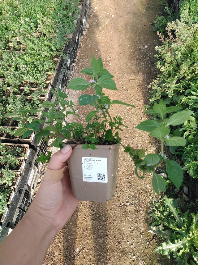 Menta de jengibre - 19. 8. 2025