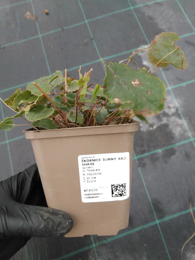 Tündérvirág Sunny and Share - 1. 4. 2026