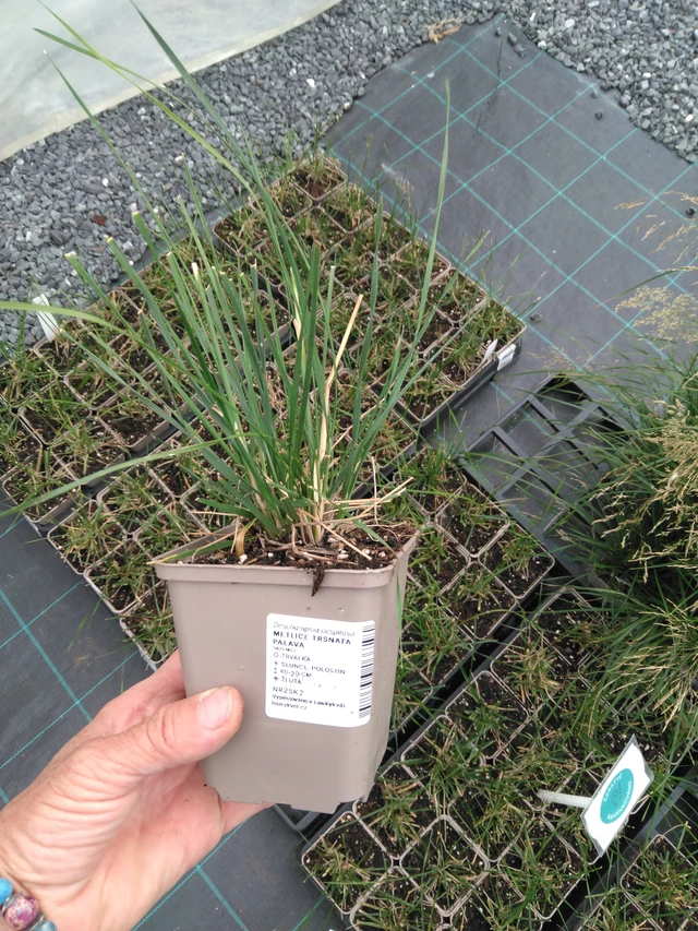 Metlice trsnatá Palava - 2024