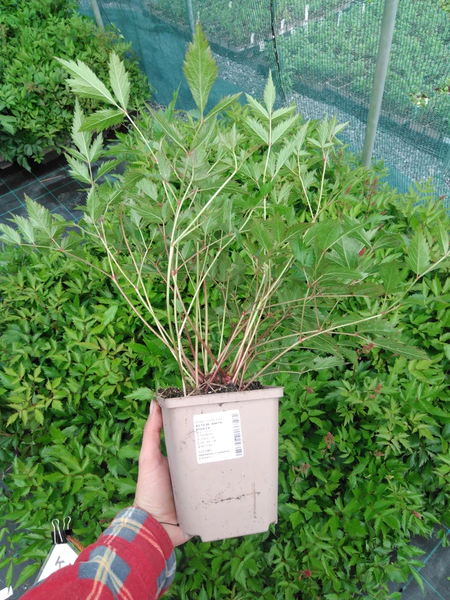 Astilbe Anita Pfeifer - 2024