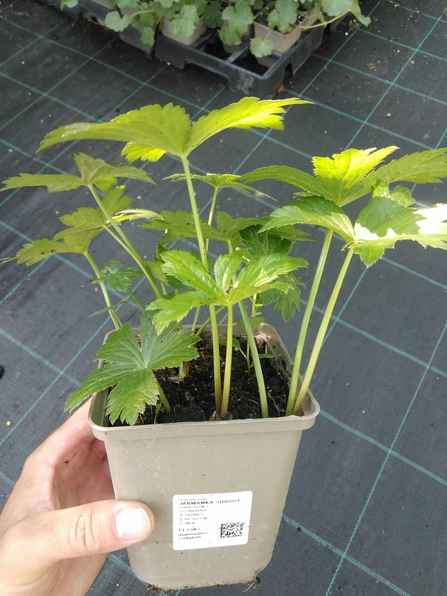 Masterwort Shaggy - 1. 7. 2025