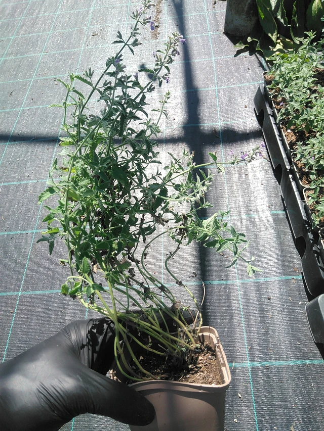 Catnip Senior - 19. 8. 2025