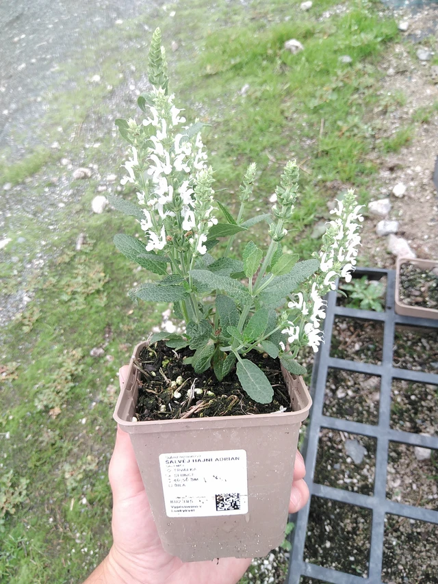 Salvia Adrian - 21. 7. 2025