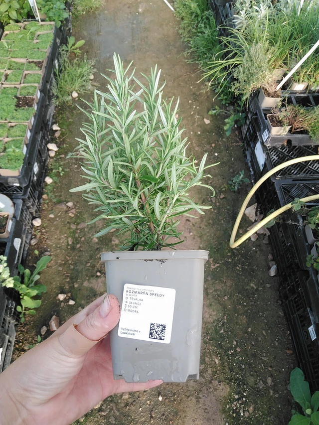 Rozmarýn Speedy - 19. 8. 2025