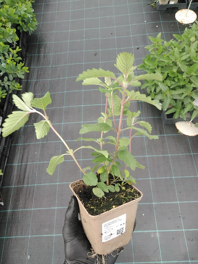 Ořechokřídlec Pagoda Dark Pink - 4. 8. 2025