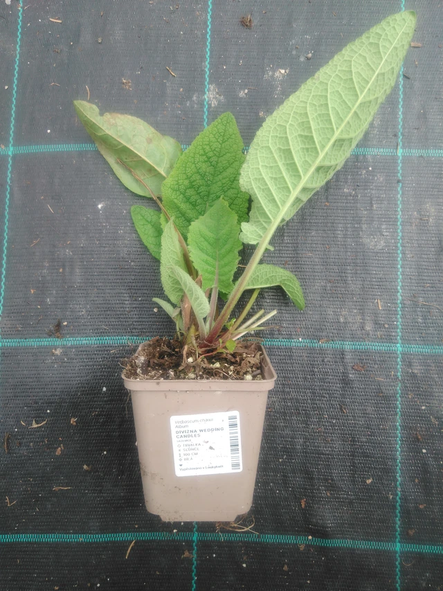 Verbasco Wedding Candles - 2024