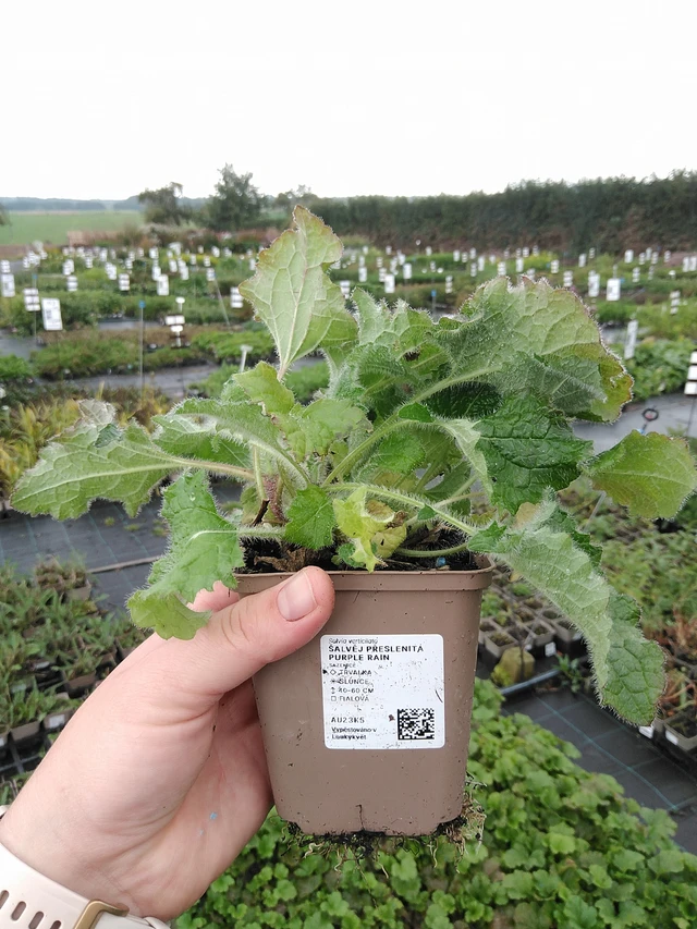 Pyökkisalvia Purple Rain - 8. 10. 2025