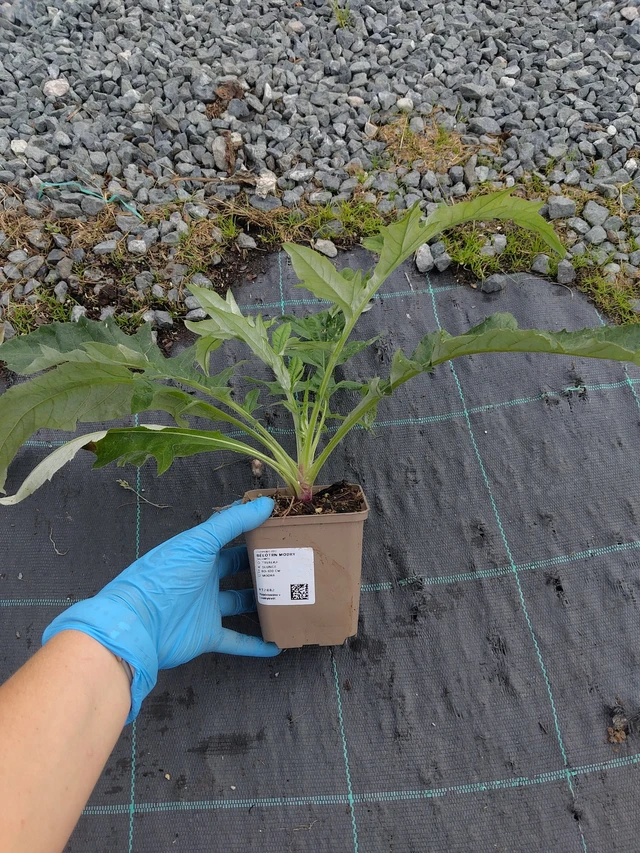 Pallo-ohdake modrý - 10. 9. 2025