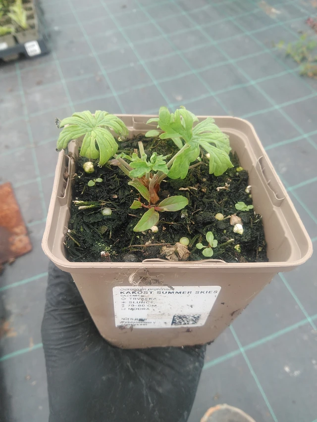 Kurjenpolvi Summer Skies - 10. 9. 2025