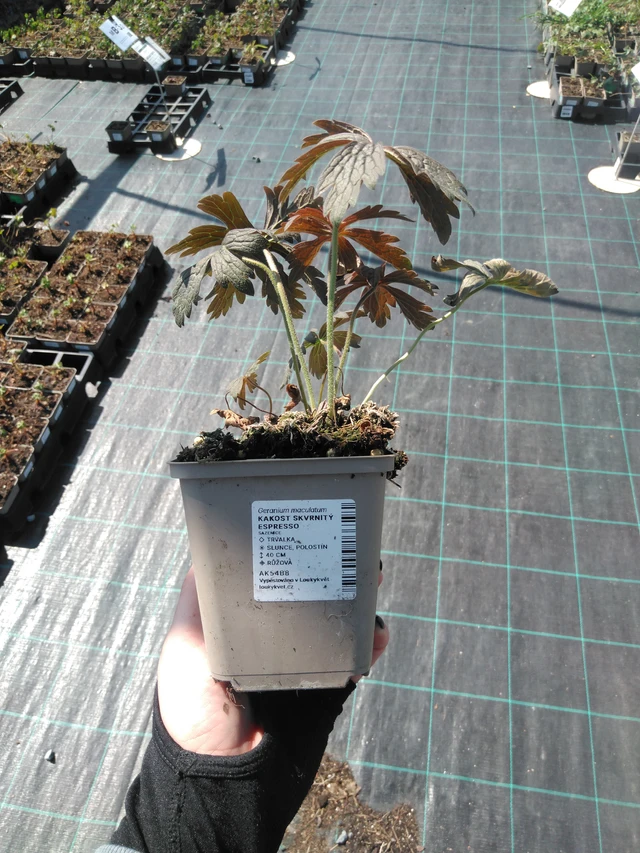 Geranium spotted Espresso - 13. 5. 2025