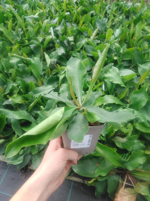 Statice latifolia - 2024