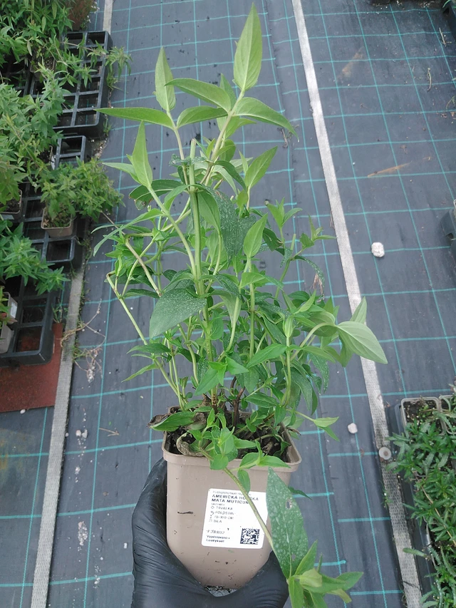 Menta de montaña americana Muticum - 4. 8. 2025