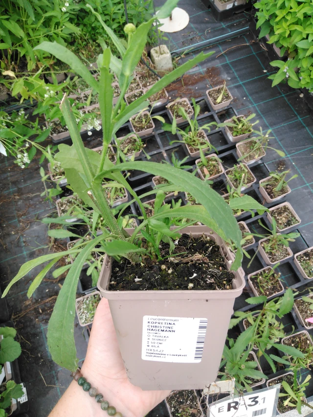 Kopretina Christine Hagemann - 2024