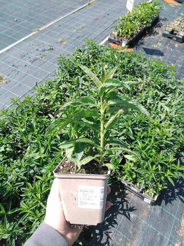 Verónica Zöe - 13. 5. 2025