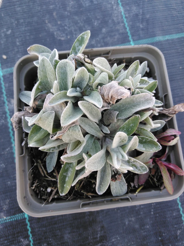 Anaphalis trojžilná Silver Wave - 3. 4. 2025