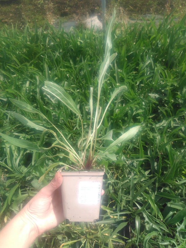 Echinacea pallida Hula Dancer - 2024