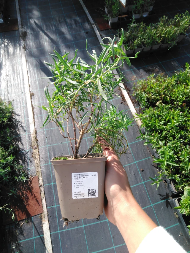 Morsiusharso Schneeflocke (Snowflake) - 11. 9. 2025