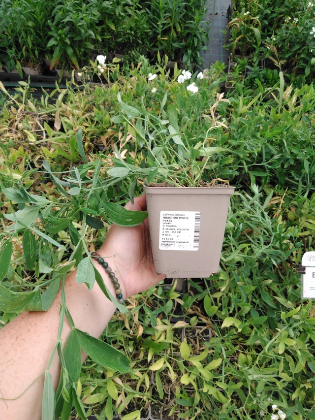 Hajuherne White Pearl - 2024