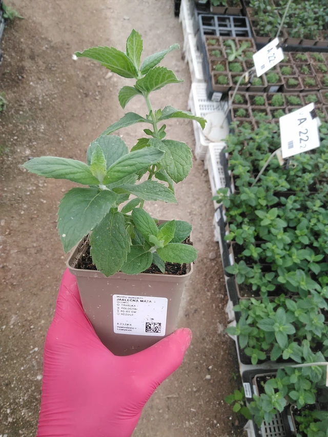 Menta de manzana - 29. 7. 2025