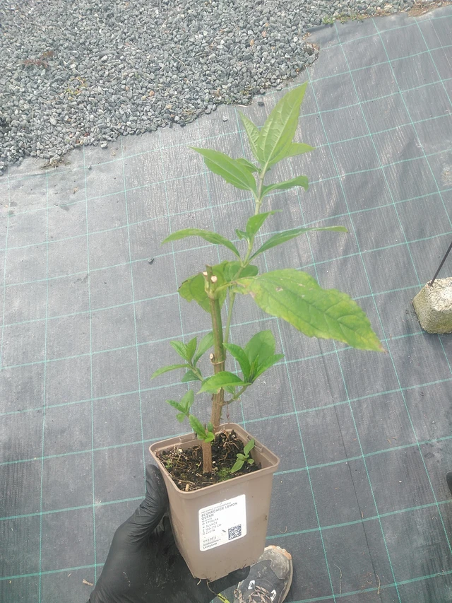 Girasol Lemon Queen - 10. 9. 2025