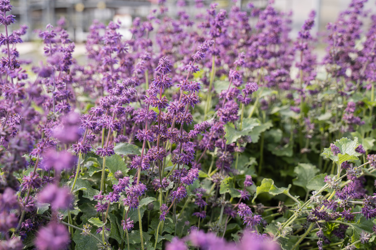 Sauge verticillée Purple Rain, Loukykvět