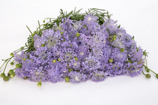 Didiscus Lavender Blue, Loukykvět